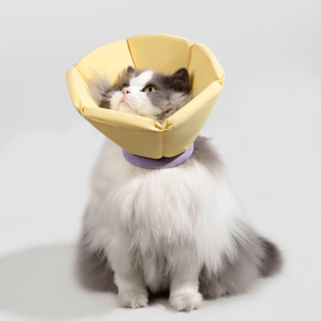 安全包覆,錐形伊莉莎白圈