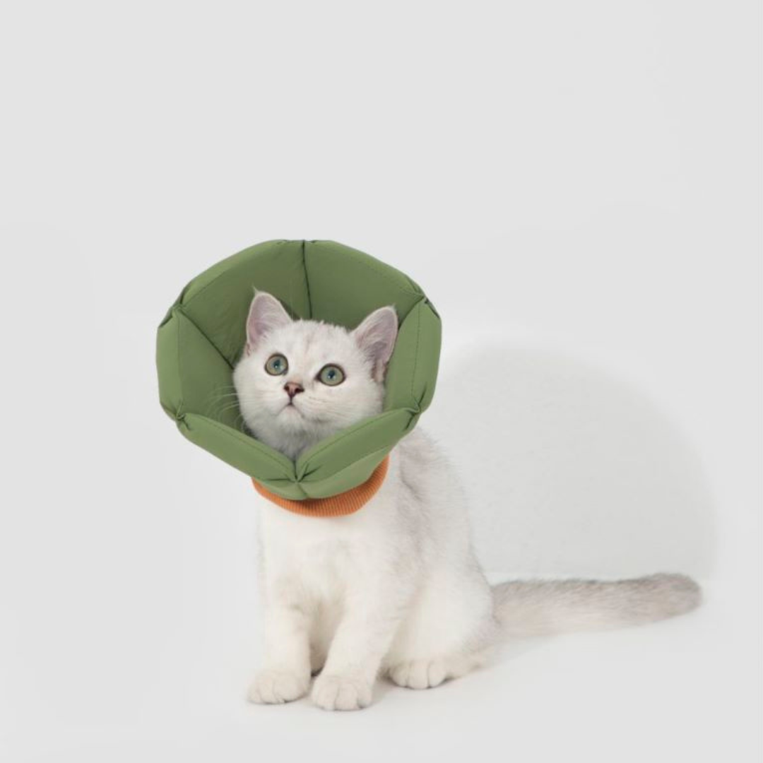 安全包覆,錐形伊莉莎白圈