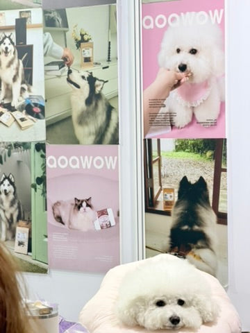 嗷嗚限定｜柔軟花朵伊莉莎白圈